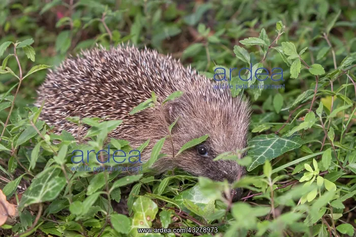 : European Hedgehog in garden flower border - Norfolk : European Hedgehog in garden flower border - Norfolk