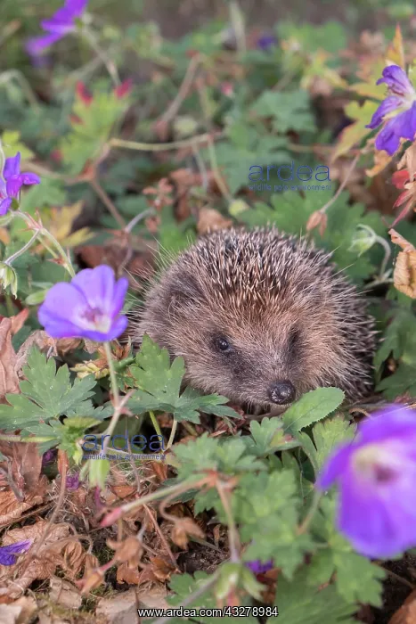 : European Hedgehog in garden flower border - Norfolk : European Hedgehog in garden flower border - Norfolk