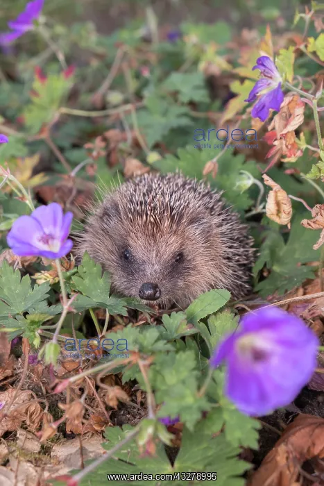 : European Hedgehog in garden flower border - Norfolk : European Hedgehog in garden flower border - Norfolk