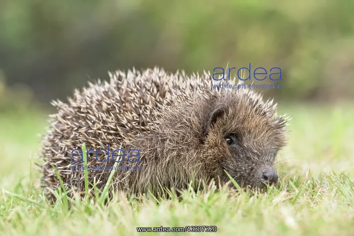 : European hedgehog on garden lawn : European hedgehog on garden lawn