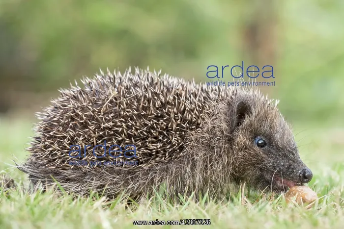 : European hedgehog on garden lawn : European hedgehog on garden lawn