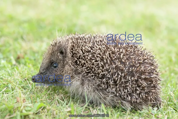 : European hedgehog on garden lawn : European hedgehog on garden lawn