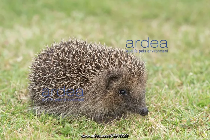 : European hedgehog on garden lawn : European hedgehog on garden lawn