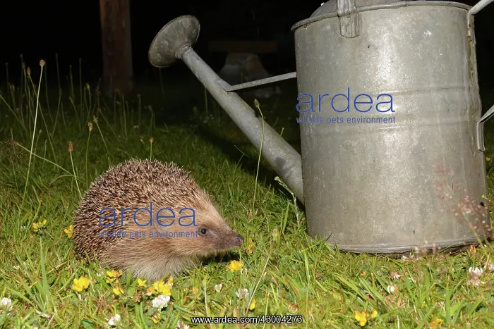 : European Hedgehog on grass lawn : European Hedgehog on grass lawn
