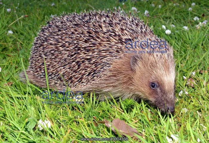 : European Hedgehog on grass lawn : European Hedgehog on grass lawn