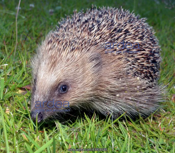 : European Hedgehog on grass lawn : European Hedgehog on grass lawn