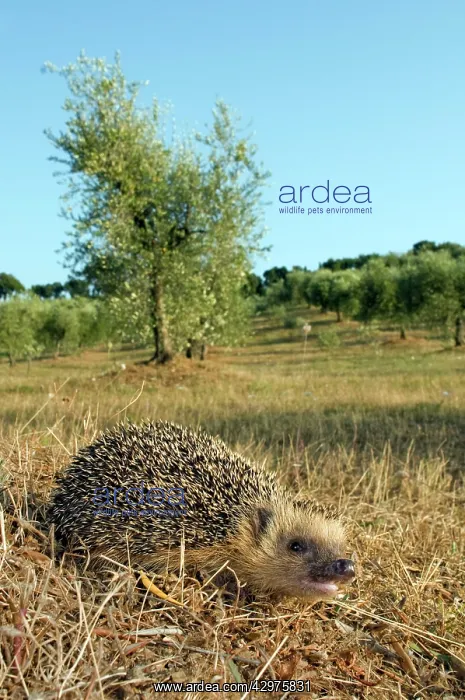 : European Hedgehog - in habitat : European Hedgehog - in habitat
