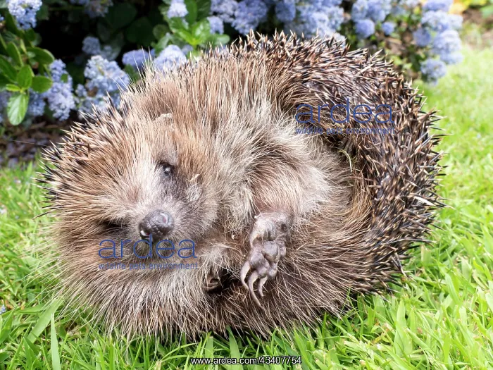 : European Hedgehog - male uncurling - UK : European Hedgehog - male uncurling - UK