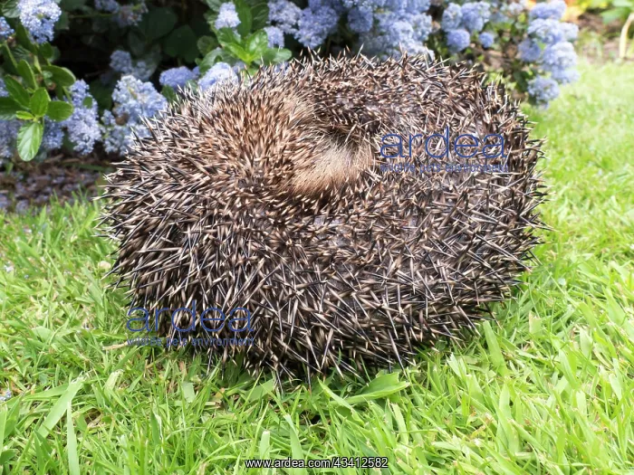 : European Hedgehog - male uncurling - UK : European Hedgehog - male uncurling - UK