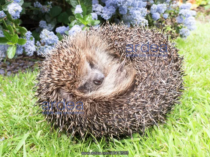 : European Hedgehog - male uncurling - UK : European Hedgehog - male uncurling - UK