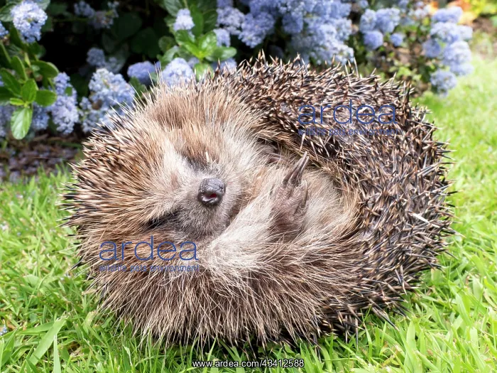 : European Hedgehog - male uncurling - UK : European Hedgehog - male uncurling - UK