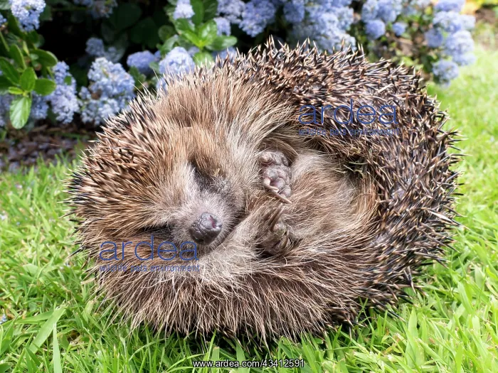 : European Hedgehog - male uncurling - UK : European Hedgehog - male uncurling - UK