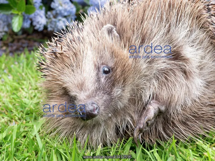 : European Hedgehog - male uncurling - UK : European Hedgehog - male uncurling - UK