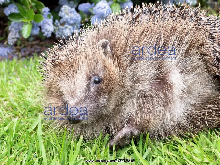 : European Hedgehog - male uncurling - UK : European Hedgehog - male uncurling - UK