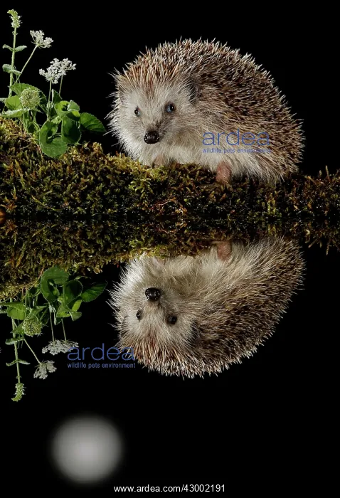 : European hedgehog - in a pond with its reflection : European hedgehog - in a pond with its reflection