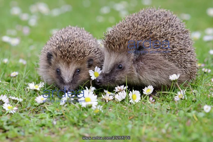 : European Hedgehogs (Erinaceus europeaus) in the : European Hedgehogs (Erinaceus europeaus) in the