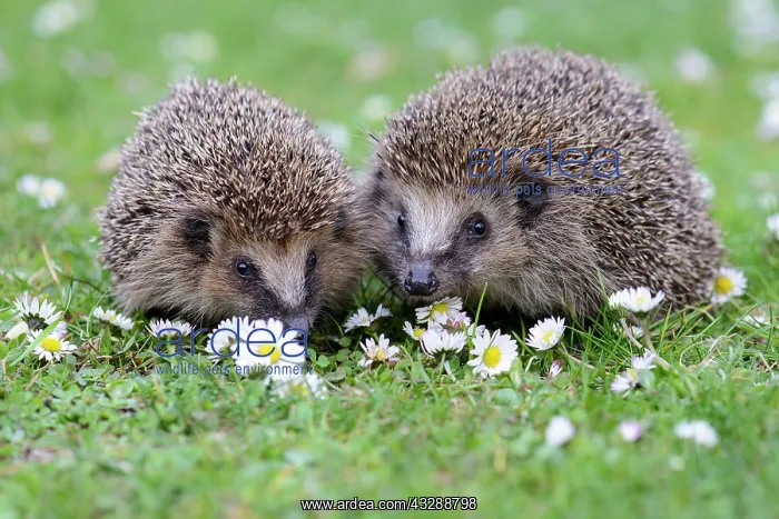: Two European Hedgehogs (Erinaceus europeaus) in : Two European Hedgehogs (Erinaceus europeaus) in