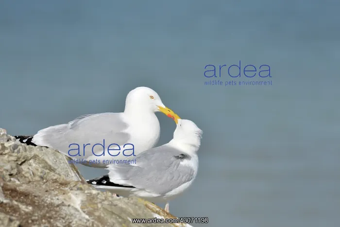 : European Herring Gull : European Herring Gull