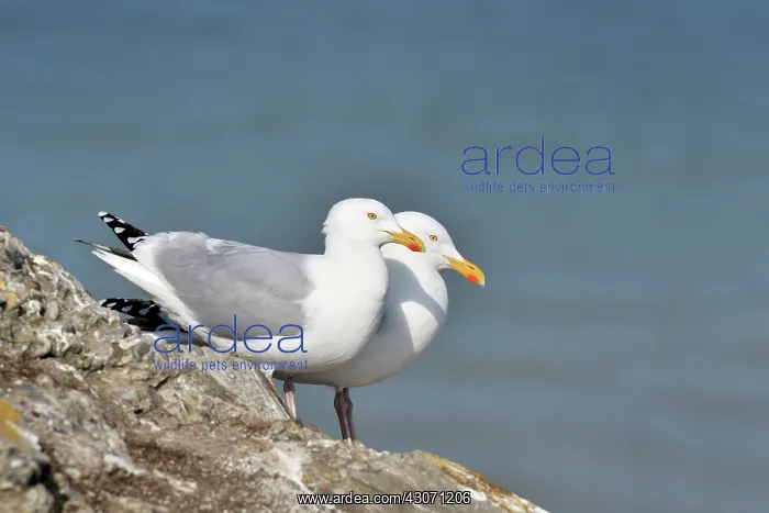 : European Herring Gull : European Herring Gull