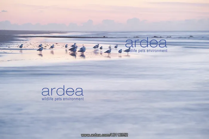 : European Herring Gull : European Herring Gull