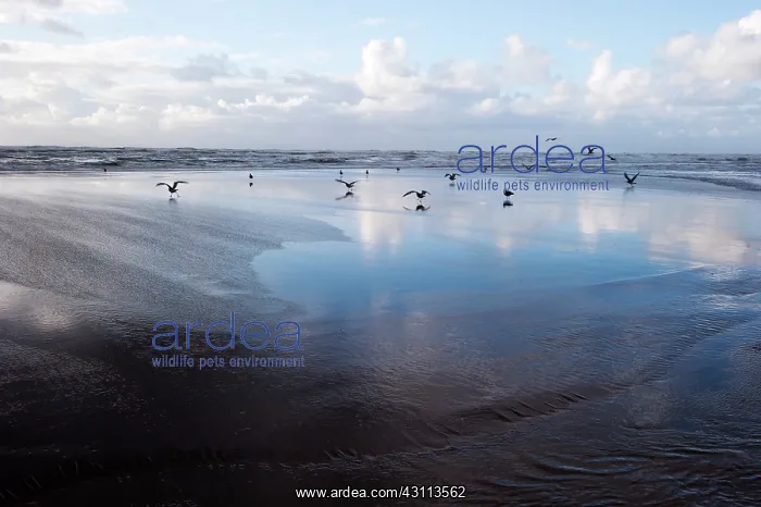 : European Herring Gull : European Herring Gull