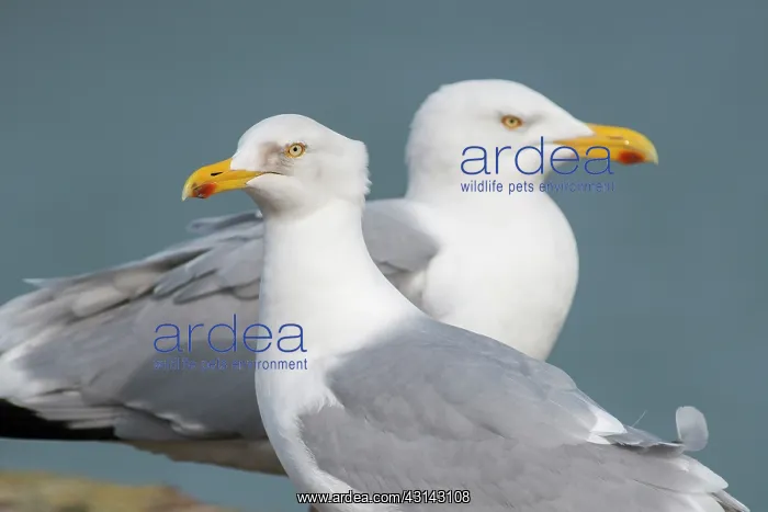 : European Herring Gull : European Herring Gull
