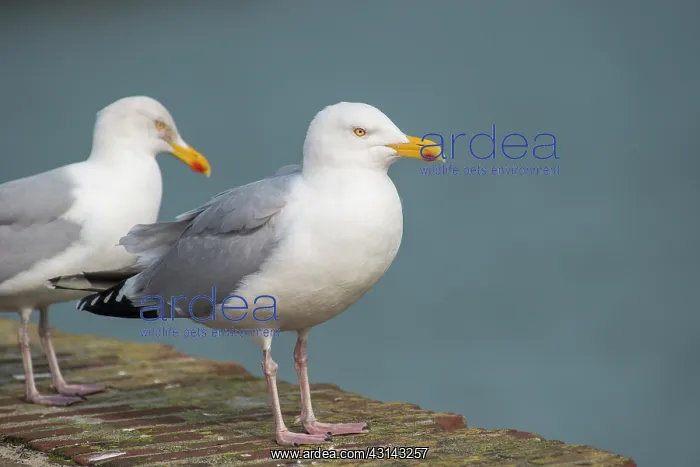 : European Herring Gull : European Herring Gull
