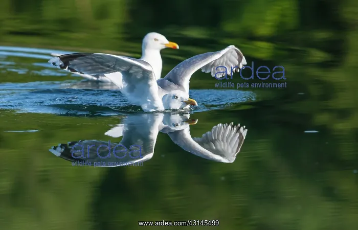  : European Herring Gull