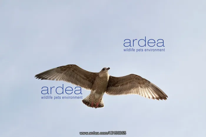 : European Herring Gull : European Herring Gull