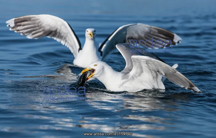 : European Herring Gull : European Herring Gull