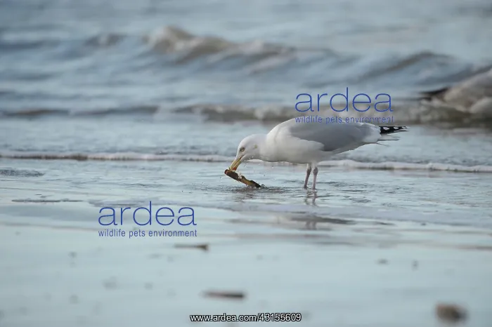 : European Herring Gull : European Herring Gull
