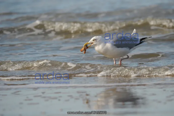 : European Herring Gull : European Herring Gull