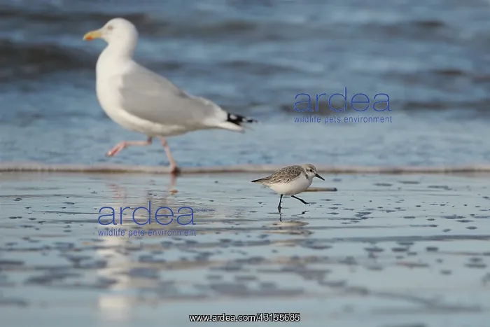 : European Herring Gull : European Herring Gull