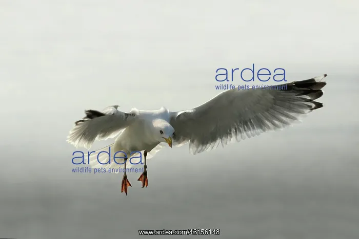 : European Herring Gull : European Herring Gull