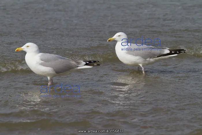 : European Herring Gull : European Herring Gull