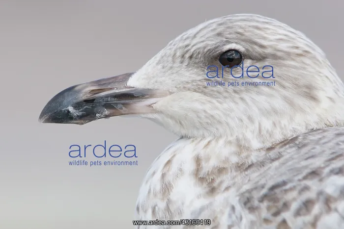 : European Herring Gull : European Herring Gull