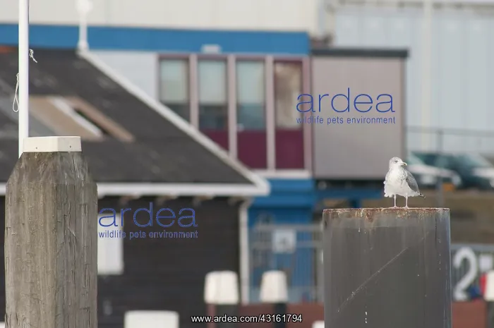 : European Herring Gull : European Herring Gull