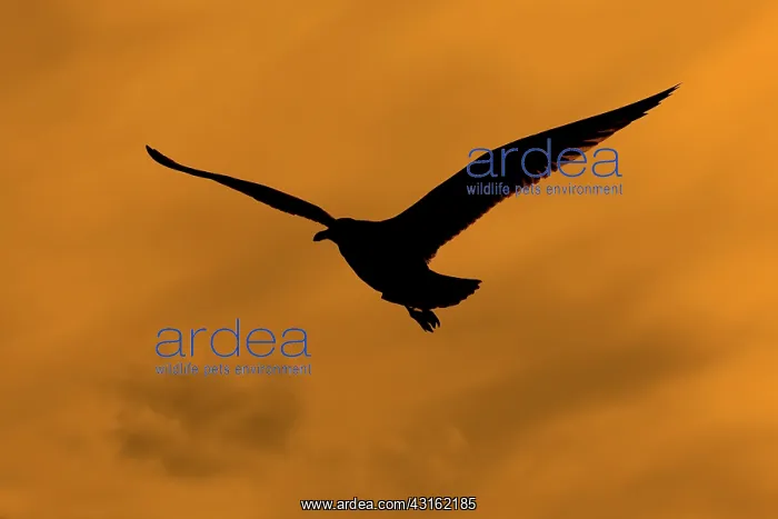 : European Herring Gull : European Herring Gull
