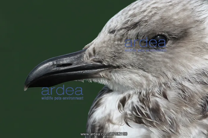 : European Herring Gull : European Herring Gull