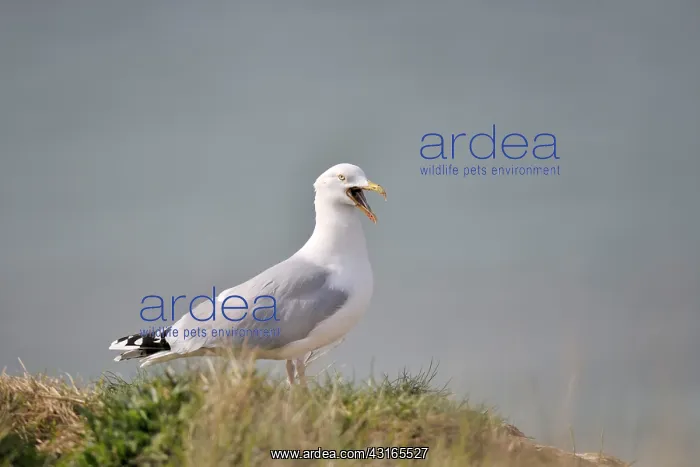  : European Herring Gull