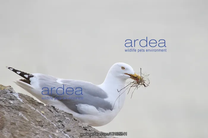 : European Herring Gull : European Herring Gull