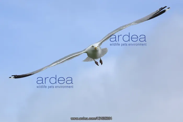 : European Herring Gull : European Herring Gull