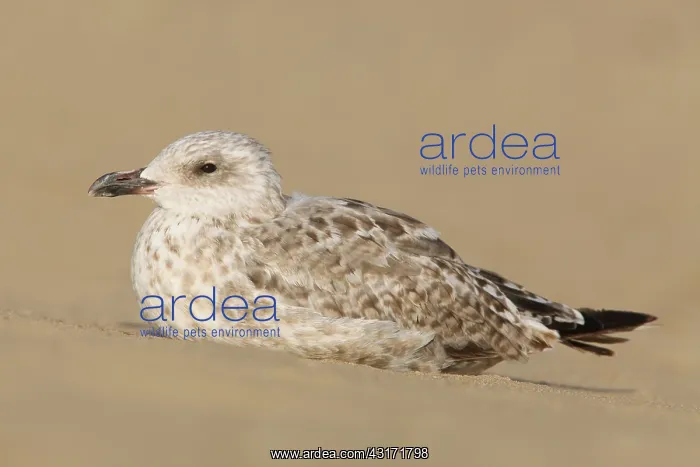 : European Herring Gull