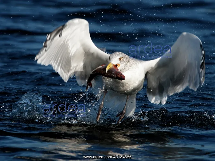 : European Herring Gull : European Herring Gull