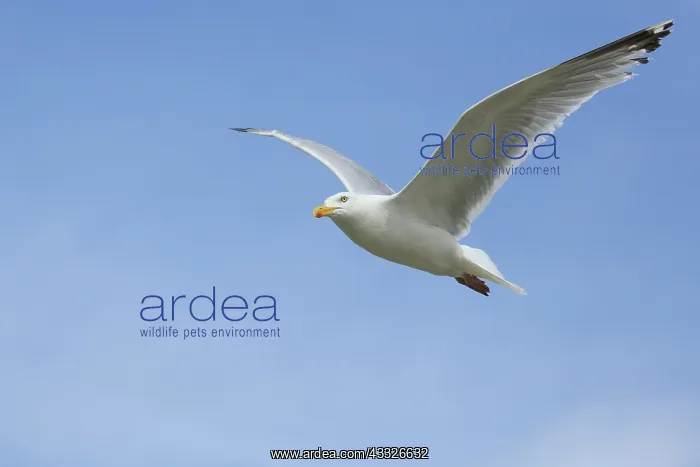 : European Herring Gull : European Herring Gull