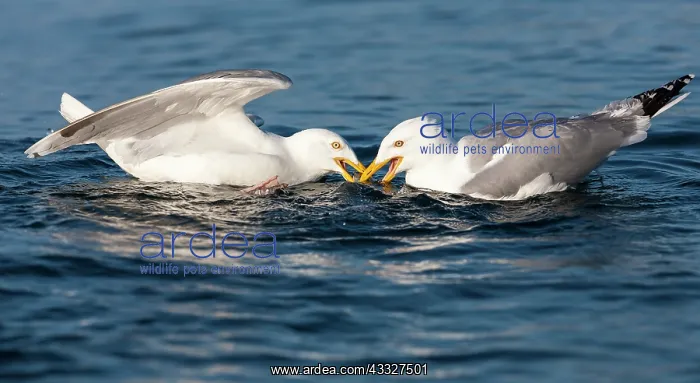 : European Herring Gull : European Herring Gull