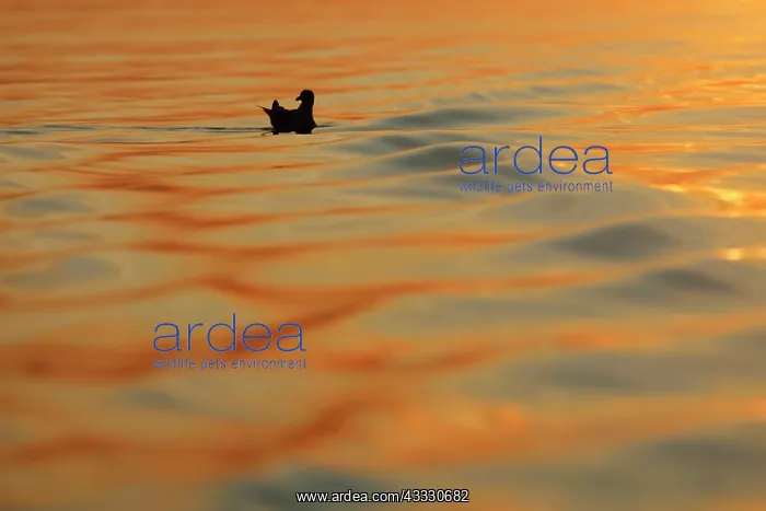 : European Herring Gull : European Herring Gull
