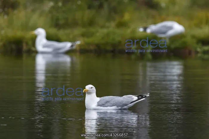 : European Herring Gull - on lake - Kainuu, Finland : European Herring Gull - on lake - Kainuu, Finland