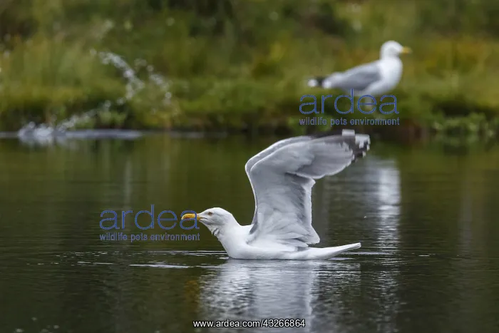 : European Herring Gull - on lake - Kainuu, Finland : European Herring Gull - on lake - Kainuu, Finland