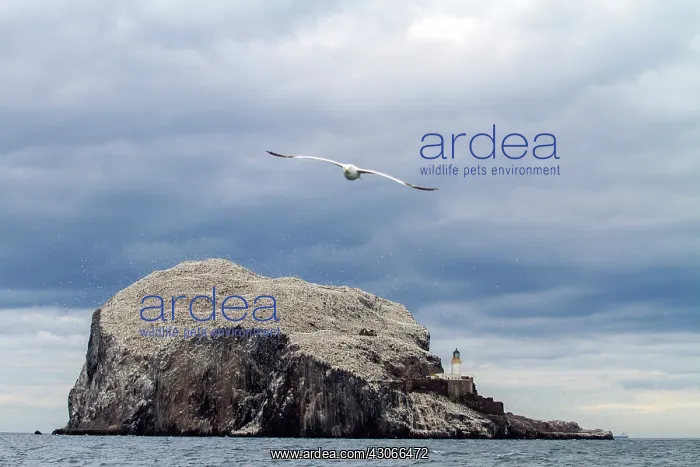 : European herring gull (Larus argentatus), Bass Rock : European herring gull (Larus argentatus), Bass Rock